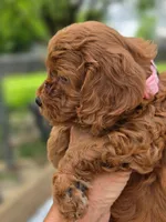 Toffee , a female Cavapoo for sale in Neosho, MO – Photo 6 of 9