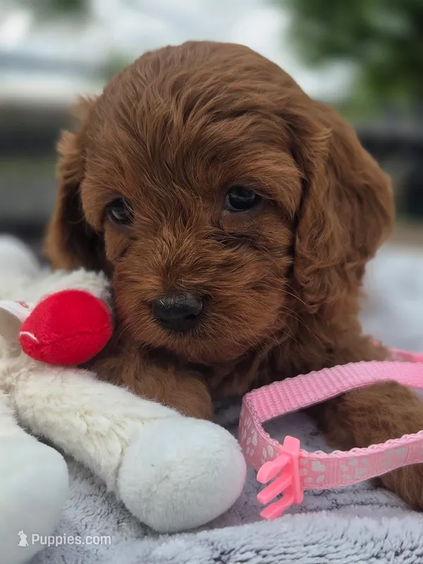 Toffee  – Cavapoo puppy for sale in Neosho, MO