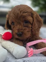 Toffee , a female Cavapoo for sale in Neosho, MO – Photo 1 of 9