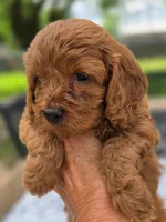 Toffee , a female Cavapoo for sale in Neosho, MO – Photo 9 of 9