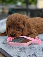 Toffee , a female Cavapoo for sale in Neosho, MO – Photo 7 of 9