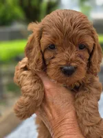 Toffee , a female Cavapoo for sale in Neosho, MO – Photo 8 of 9
