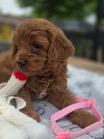 Toffee , a female Cavapoo for sale in Neosho, MO – Photo 3 of 9