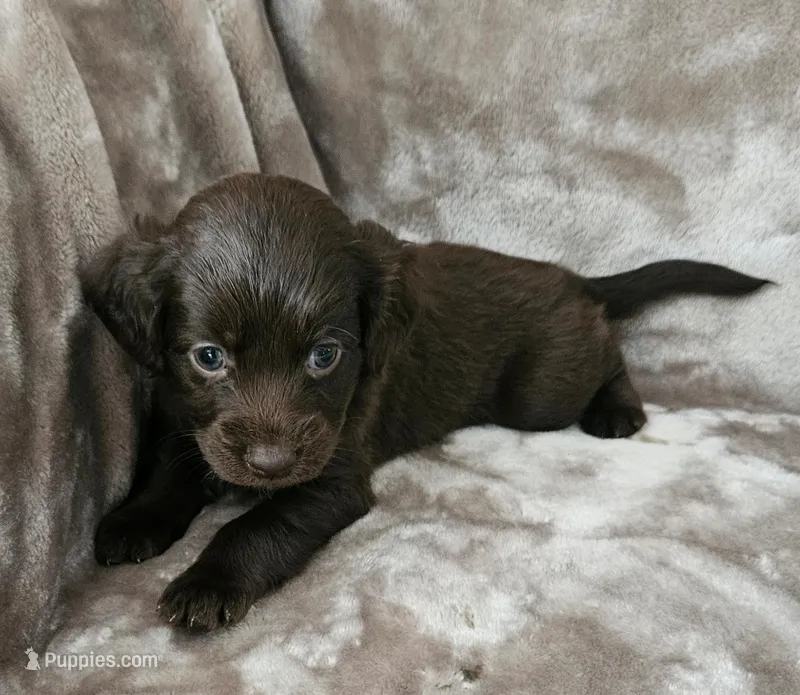 Luna – Cocker Spaniel, Miniature Australian Shepherd puppy for sale in Neosho, MO