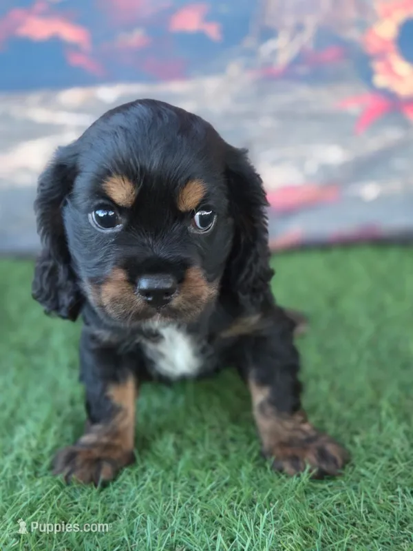 Scout – Cockalier puppy for sale in Neosho, MO