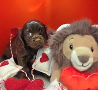 Jasper , a male Cockalier for sale in Neosho, MO – Photo 3 of 8