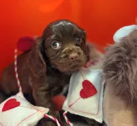 Jasper , a male Cockalier for sale in Neosho, MO – Photo 8 of 8