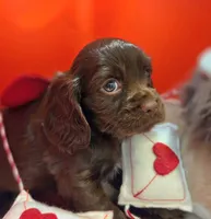 Jasper , a male Cockalier for sale in Neosho, MO – Photo 2 of 8