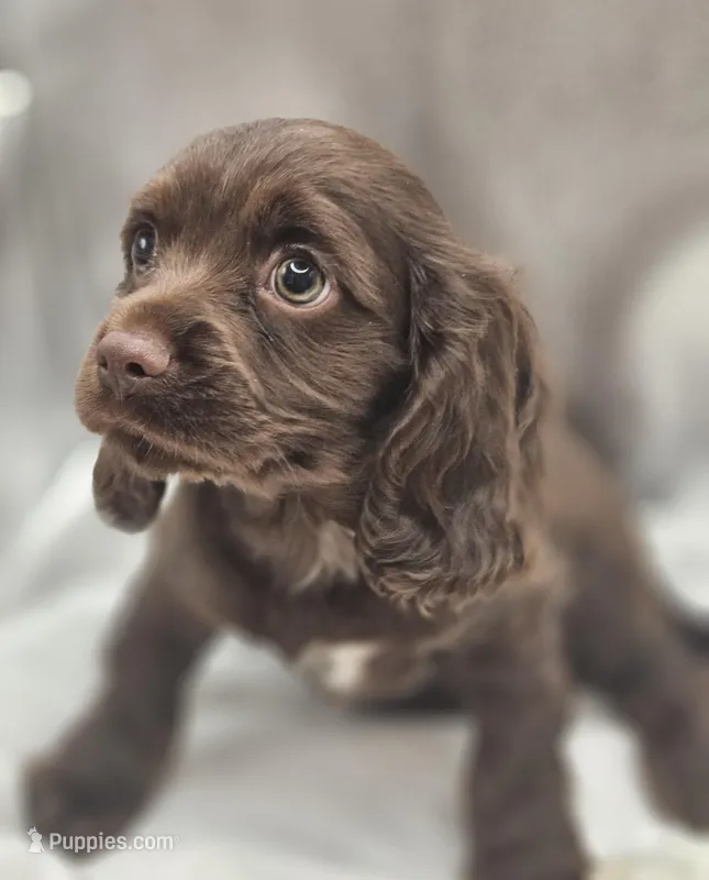 Jasper  – Cockalier puppy for sale in Neosho, MO