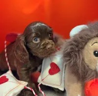 Jasper , a male Cockalier for sale in Neosho, MO – Photo 4 of 8