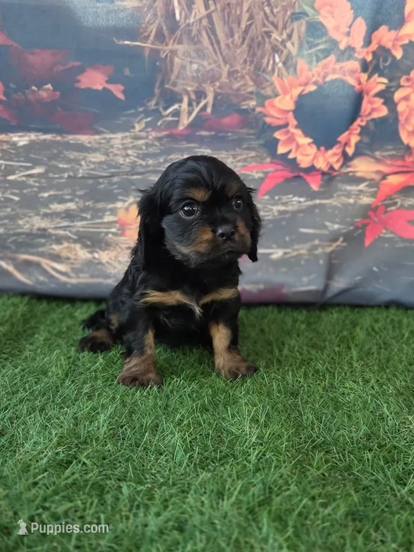 Daisy  – Cockalier puppy for sale in Neosho, MO