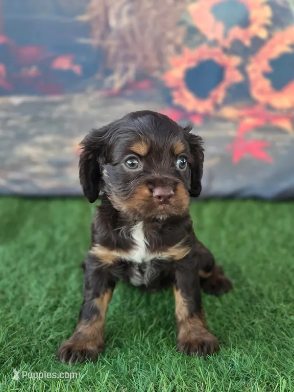 Tucker  – Cockalier puppy for sale in Neosho, MO