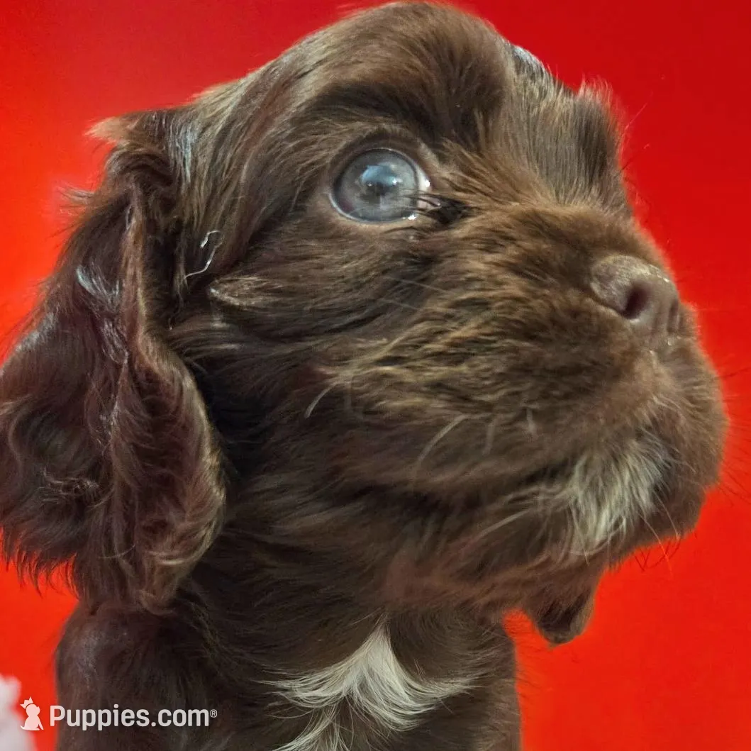 Tilly , a female Cockalier for sale in Neosho, MO – Photo 5 of 9