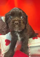 Tilly , a female Cockalier for sale in Neosho, MO – Photo 4 of 9