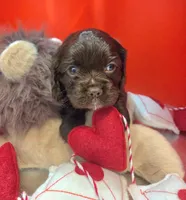 Tilly , a female Cockalier for sale in Neosho, MO – Photo 1 of 9