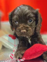Tilly , a female Cockalier for sale in Neosho, MO – Photo 6 of 9