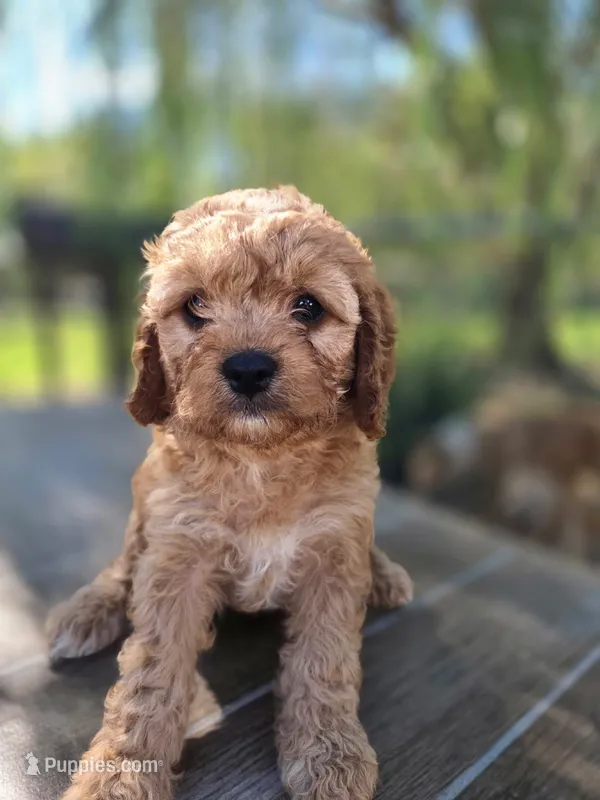 Maggie – Cavapoo puppy for sale in Neosho, MO