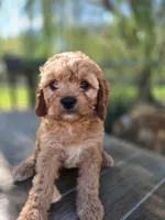 Maggie, a female Cavapoo for sale in Neosho, MO – 1 of 7
