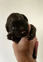Luna, a female Cocker Spaniel and Miniature Australian Shepherd for sale in Neosho, MO – 2 of 5