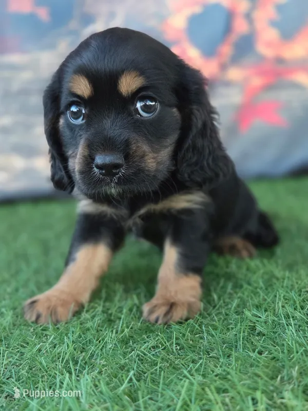 Sally Mae – Cockalier puppy for sale in Neosho, MO