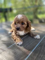 Archer, a male Cavapoo for sale in Neosho, MO – 5 of 9