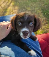 Penny, a female Cocker Spaniel and Miniature Australian Shepherd for sale in Neosho, MO – 3 of 9