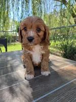 Andy, a male Cavapoo for sale in Neosho, MO – 8 of 10