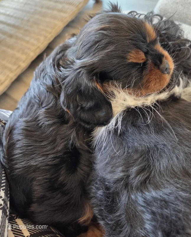 Bentley  AKC – Cavalier King Charles Spaniel puppy for sale in Neosho, MO