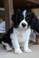 Clive AKC, a male Cavalier King Charles Spaniel for sale in Neosho, MO – 4 of 10
