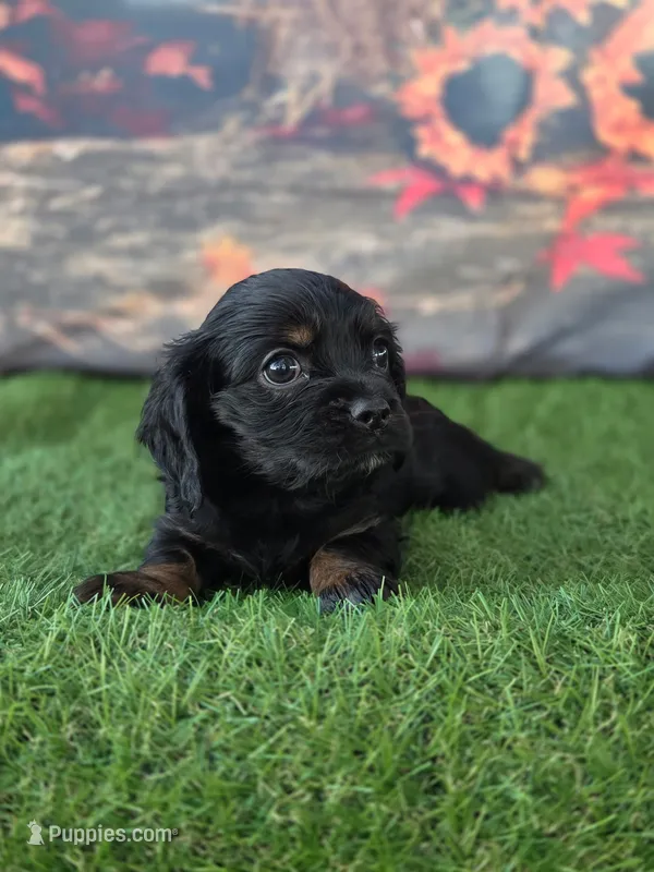 Rose – Cockalier puppy for sale in Neosho, MO