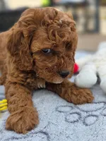 Honey , a female Cavapoo for sale in Neosho, MO – Photo 6 of 9