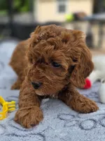 Honey , a female Cavapoo for sale in Neosho, MO – Photo 4 of 9
