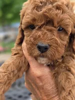 Honey , a female Cavapoo for sale in Neosho, MO – Photo 2 of 9