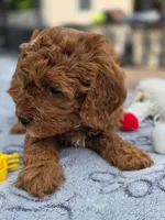Honey , a female Cavapoo for sale in Neosho, MO – Photo 3 of 9