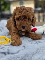 Honey , a female Cavapoo for sale in Neosho, MO – Photo 7 of 9
