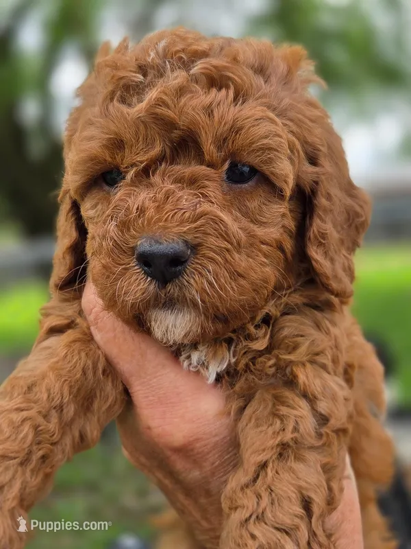 Honey  – Cavapoo puppy for sale in Neosho, MO