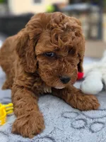 Honey , a female Cavapoo for sale in Neosho, MO – Photo 8 of 9