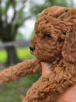 Honey , a female Cavapoo for sale in Neosho, MO – Photo 9 of 9