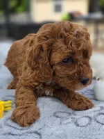 Honey , a female Cavapoo for sale in Neosho, MO – Photo 5 of 9