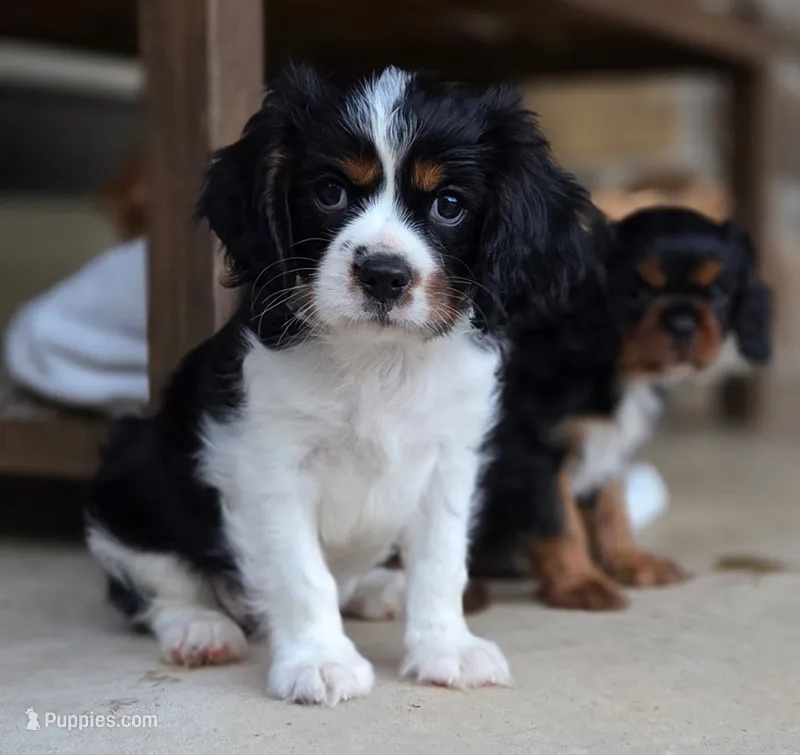 Clive AKC – Cavalier King Charles Spaniel puppy for sale in Neosho, MO