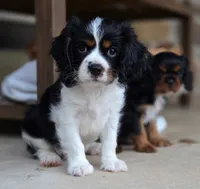 Clive AKC, a male Cavalier King Charles Spaniel for sale in Neosho, MO – 1 of 10