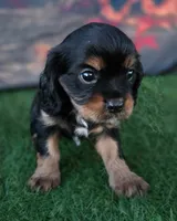 Stella, a female Cavalier King Charles Spaniel for sale in Neosho, MO – 4 of 5