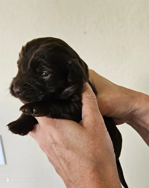 Luna – Cocker Spaniel, Miniature Australian Shepherd puppy for sale in Neosho, MO
