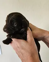 Luna, a female Cocker Spaniel and Miniature Australian Shepherd for sale in Neosho, MO – 1 of 5