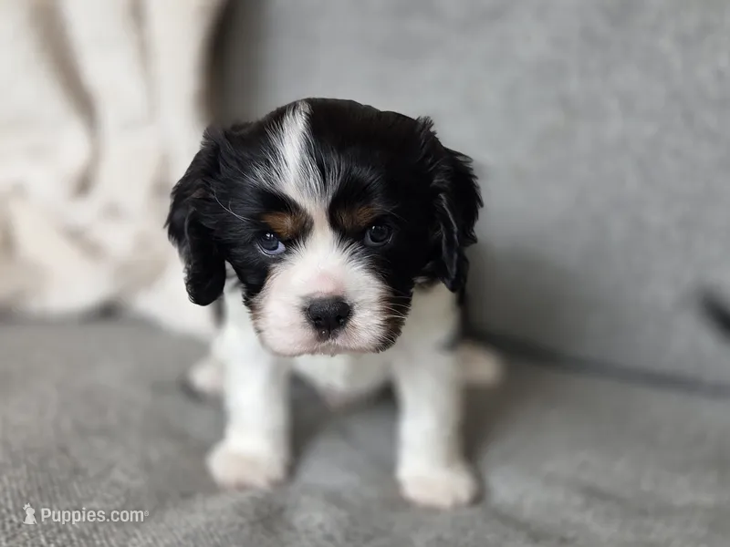 Clive – Cavalier King Charles Spaniel puppy for sale in Neosho, MO