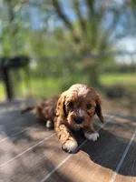 Andy, a male Cavapoo for sale in Neosho, MO – 4 of 10