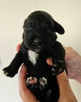 Lacey, a female Cocker Spaniel and Miniature Australian Shepherd for sale in Neosho, MO – 2 of 4