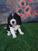Jake , a male Cavalier King Charles Spaniel for sale in Neosho, MO – 6 of 8