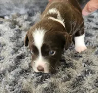 Maya, a female Cocker Spaniel and Miniature Australian Shepherd for sale in Neosho, MO – 4 of 4