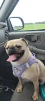 Sis, a female Pug for sale in Neosho, MO – 2 of 3